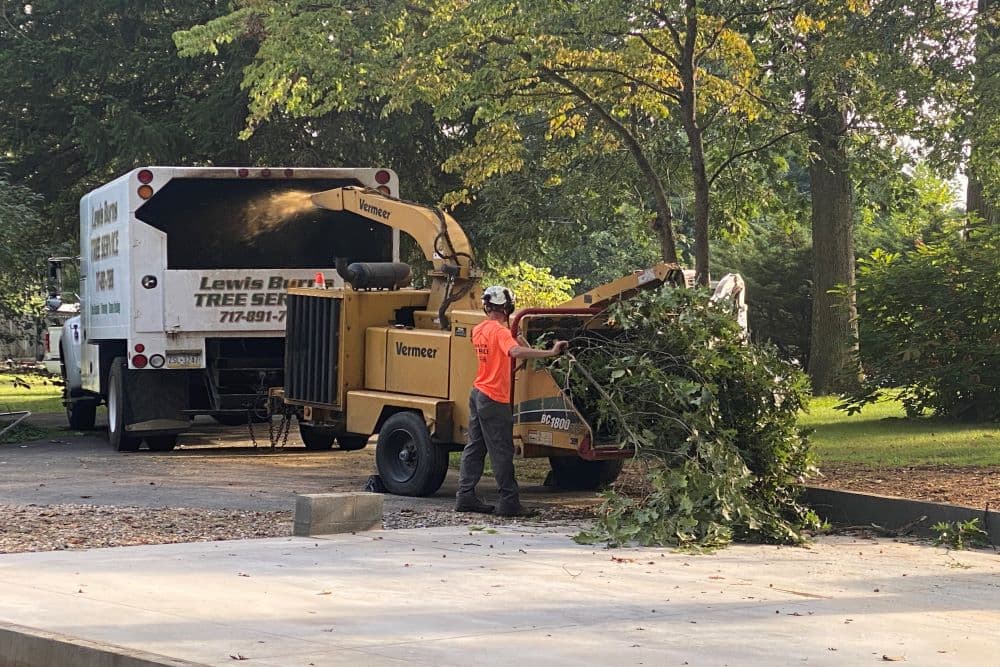 Winter tree trimming