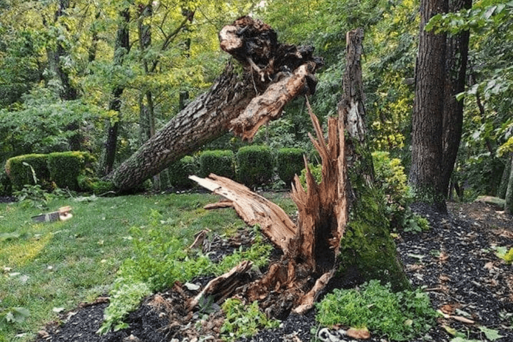 Lanternfly damage signs