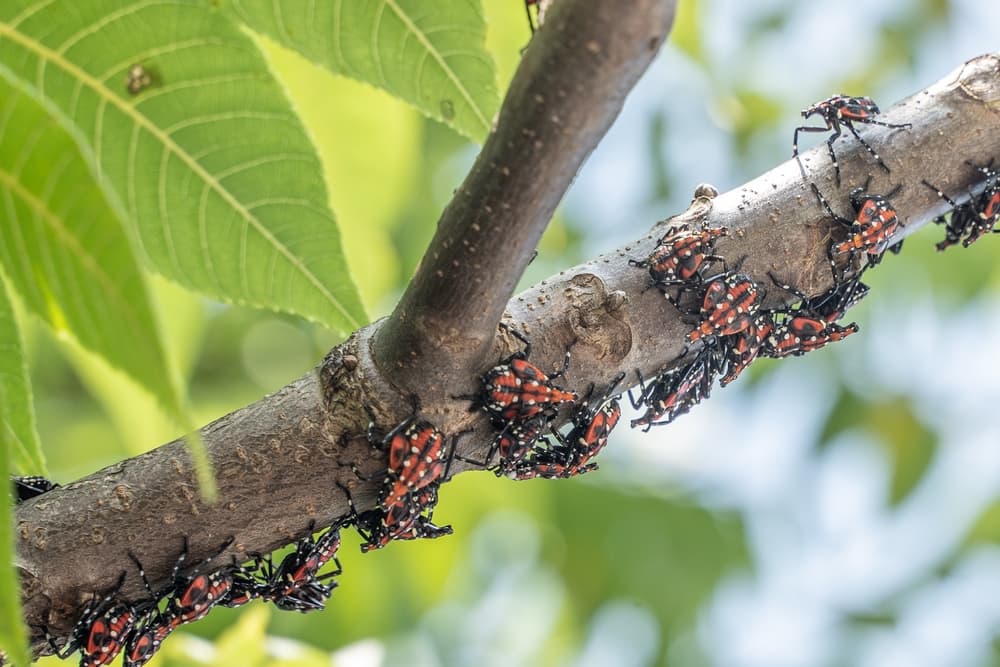 Spotted lanternfly on a tree trunk