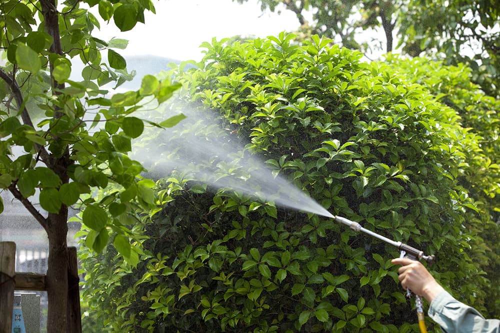 Preventative tree spraying