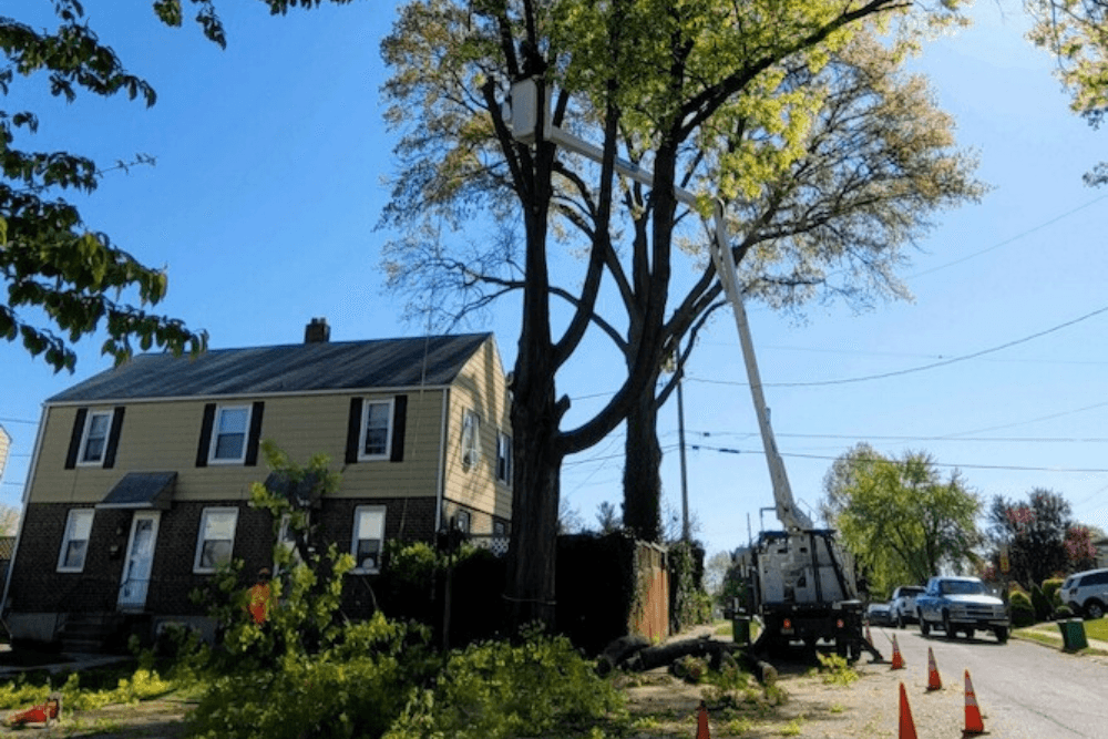 Safe tree removal in a residential setting