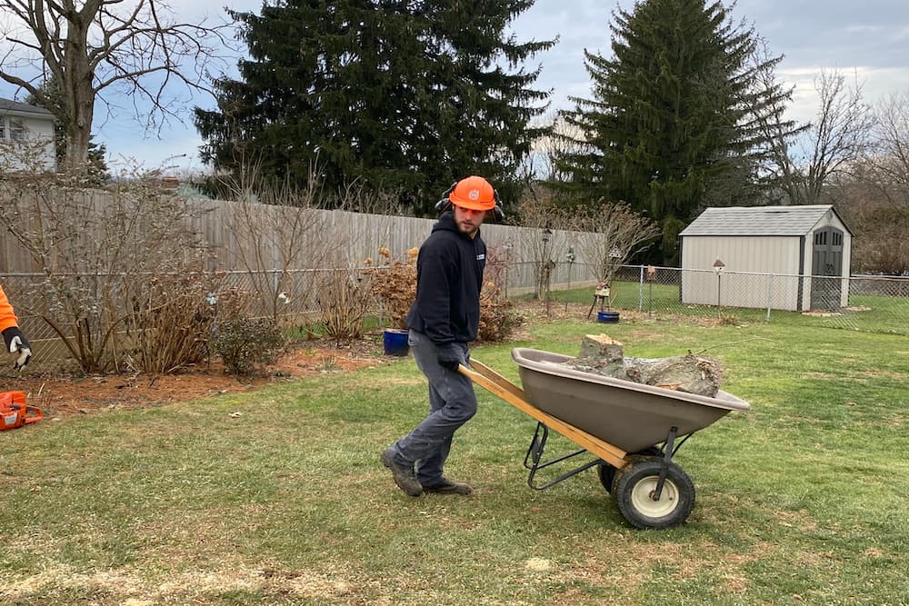 Tree stump removal decision