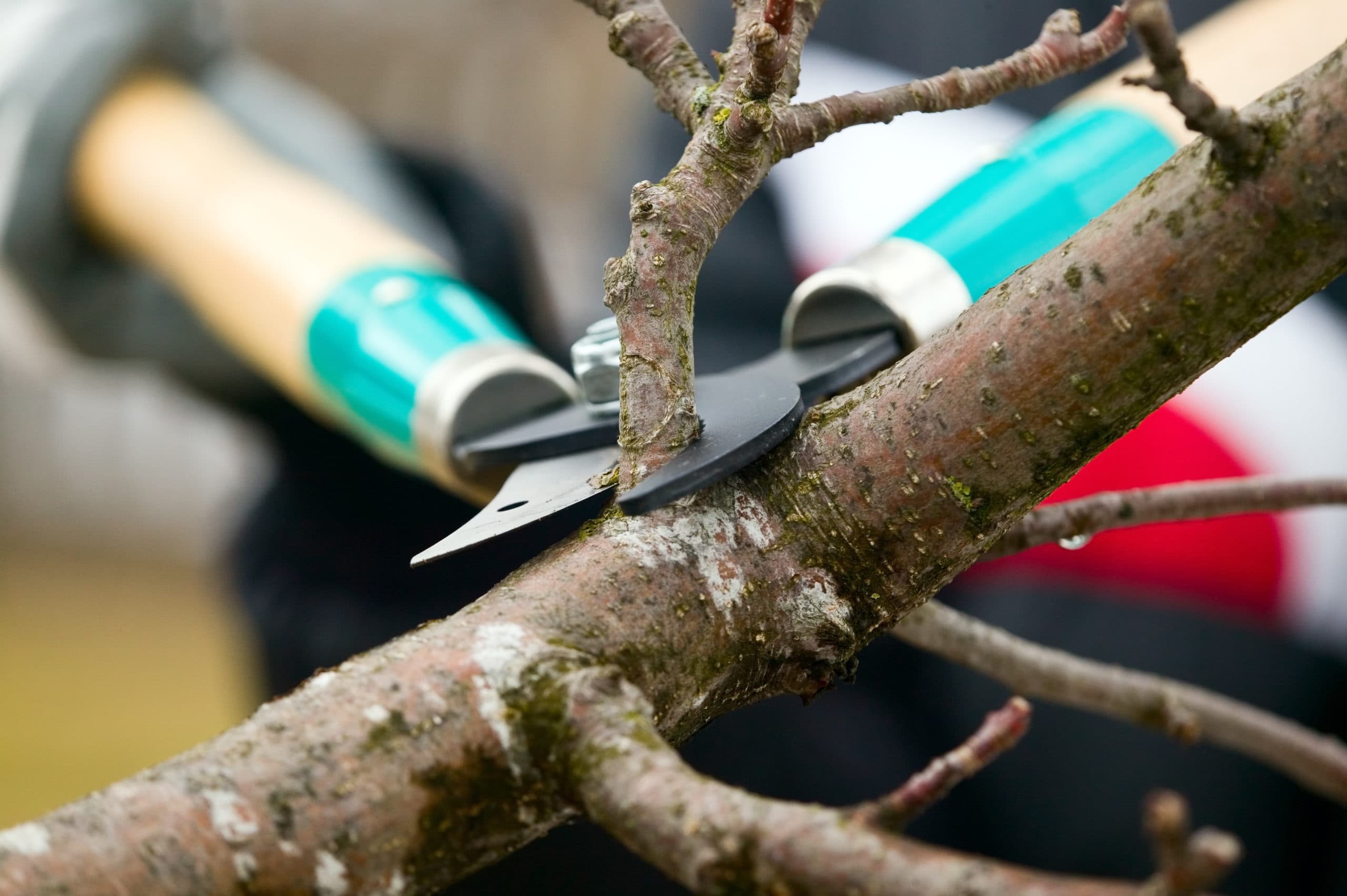 Best times for tree trimming