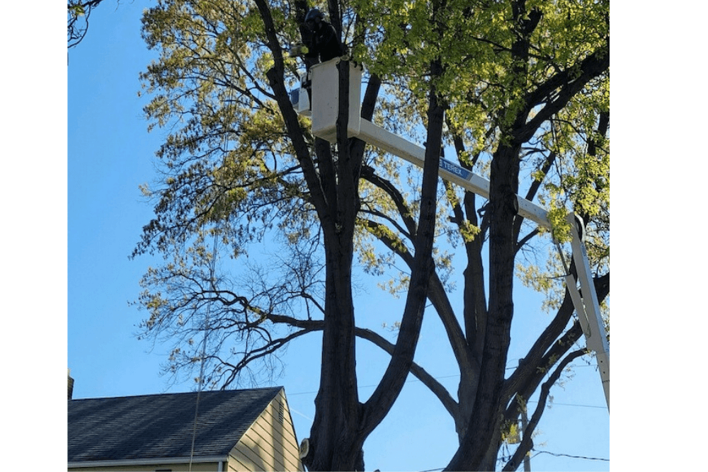 Protecting trees during construction
