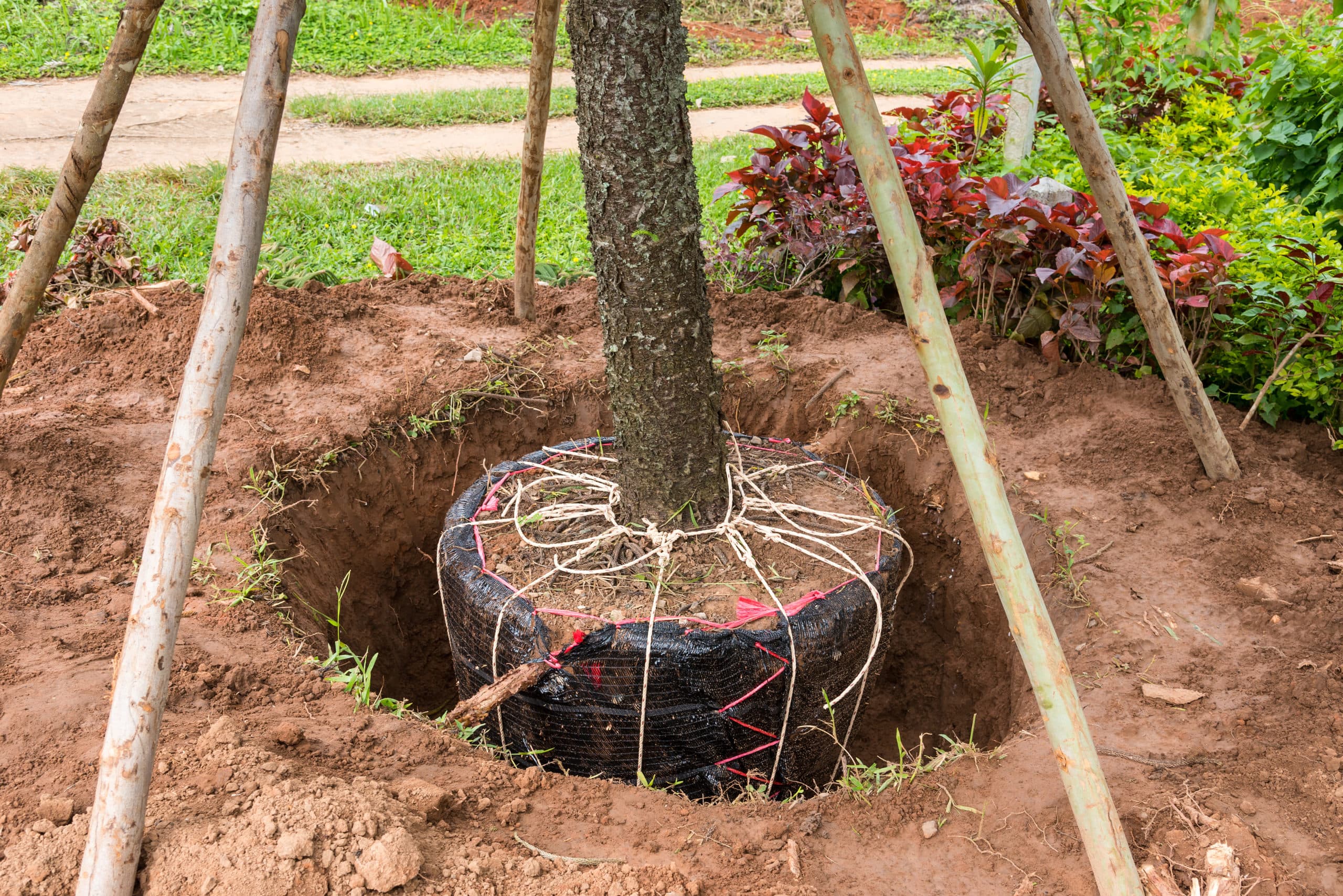 Pruning dying wood from a tree