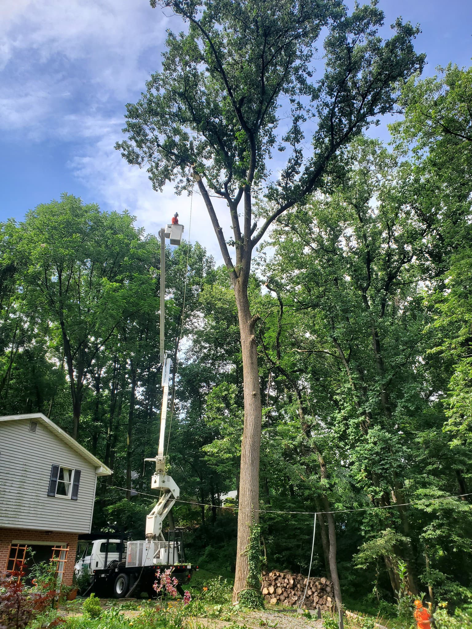 Professional large branch removal