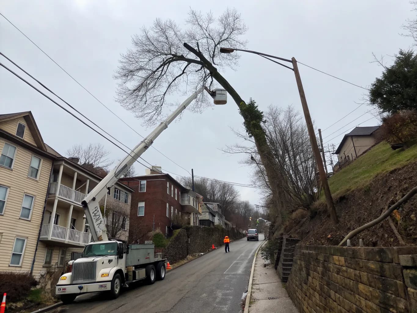 Tree Removal