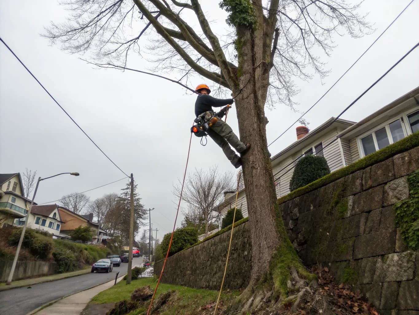 Tree Trimming & Pruning