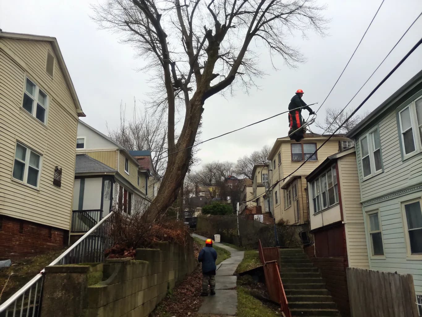 Tree Work Built for Dallastown's Grade