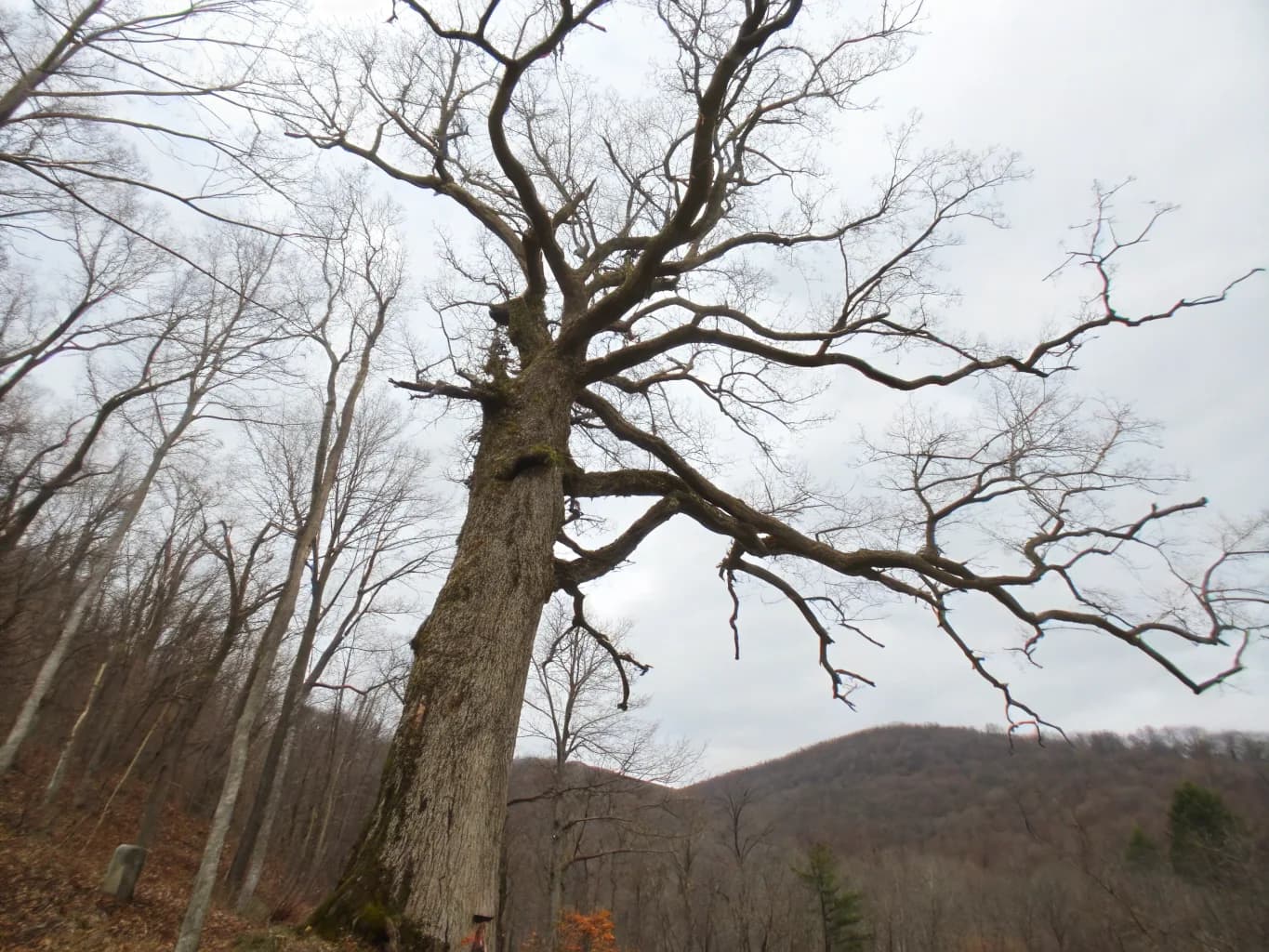 What Dillsburg Trees Are Up Against
