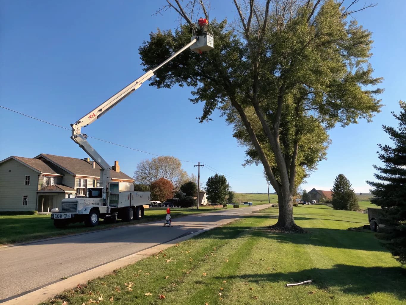Tree Removal