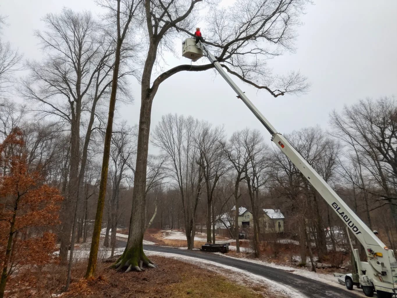 Tree Removal