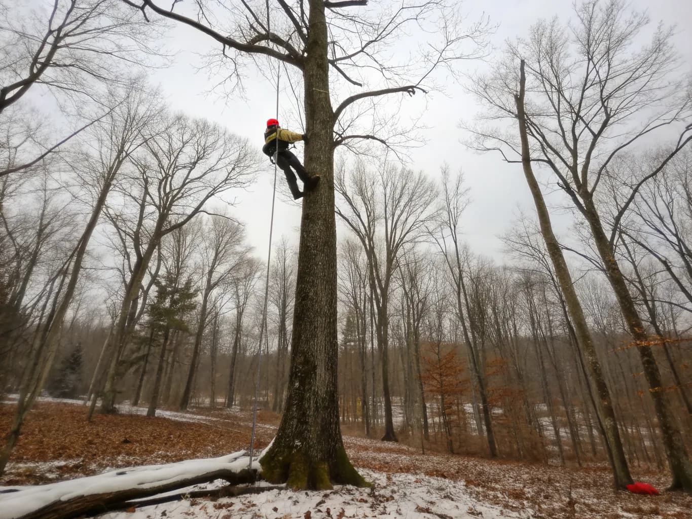 Tree Trimming & Pruning