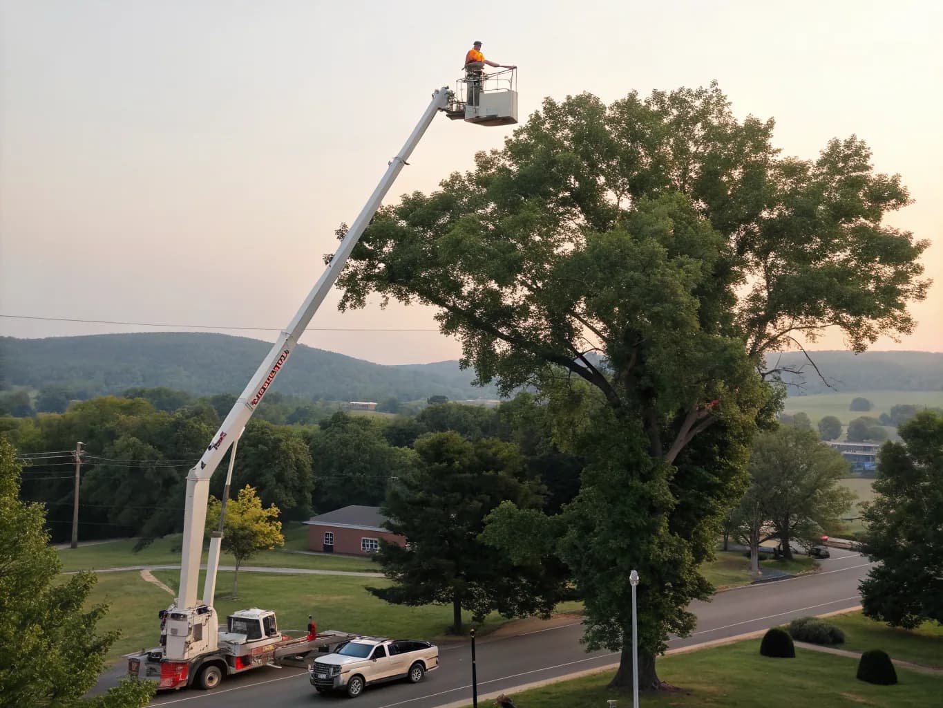 Tree Removal