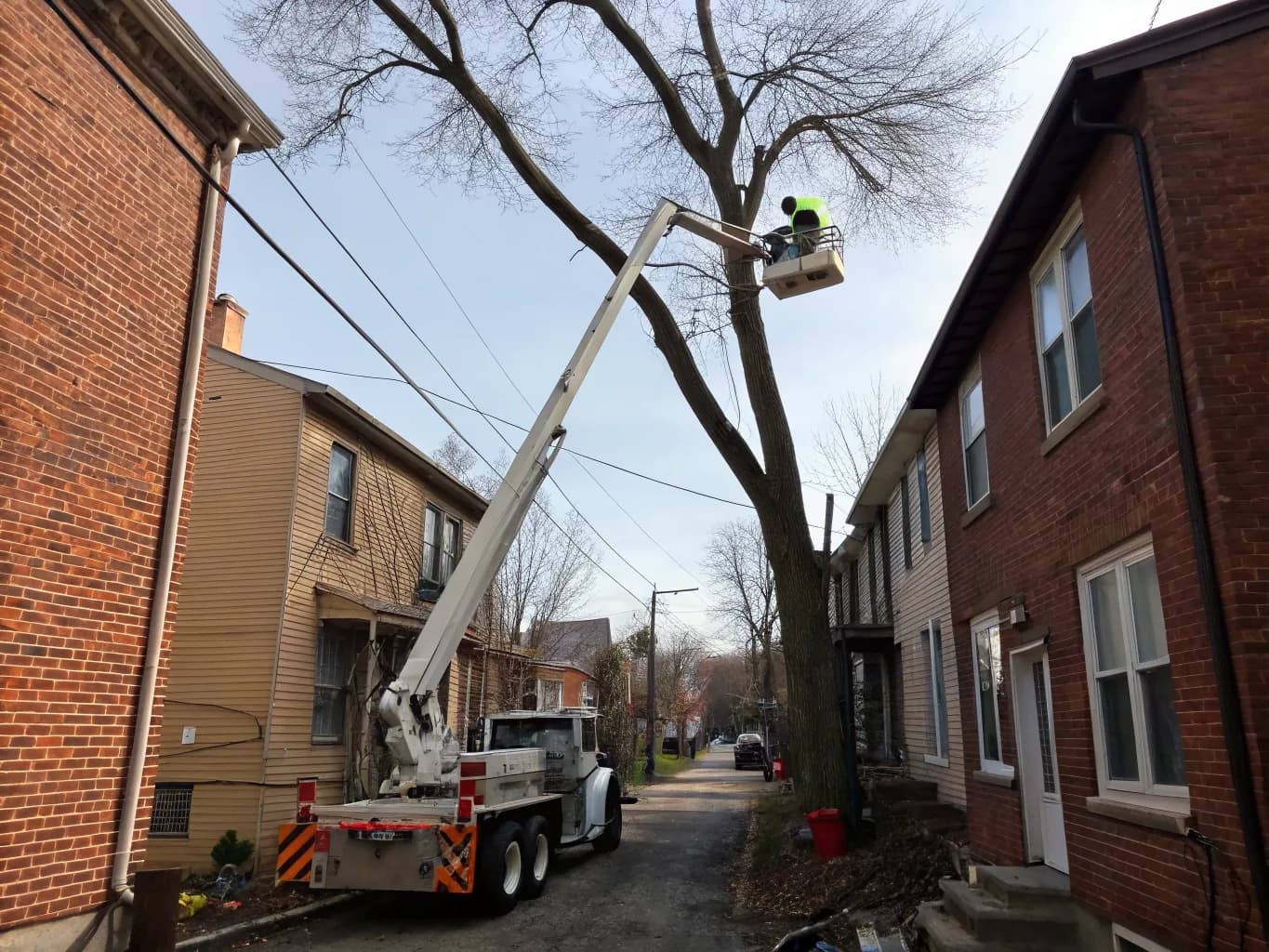 Tree Removal
