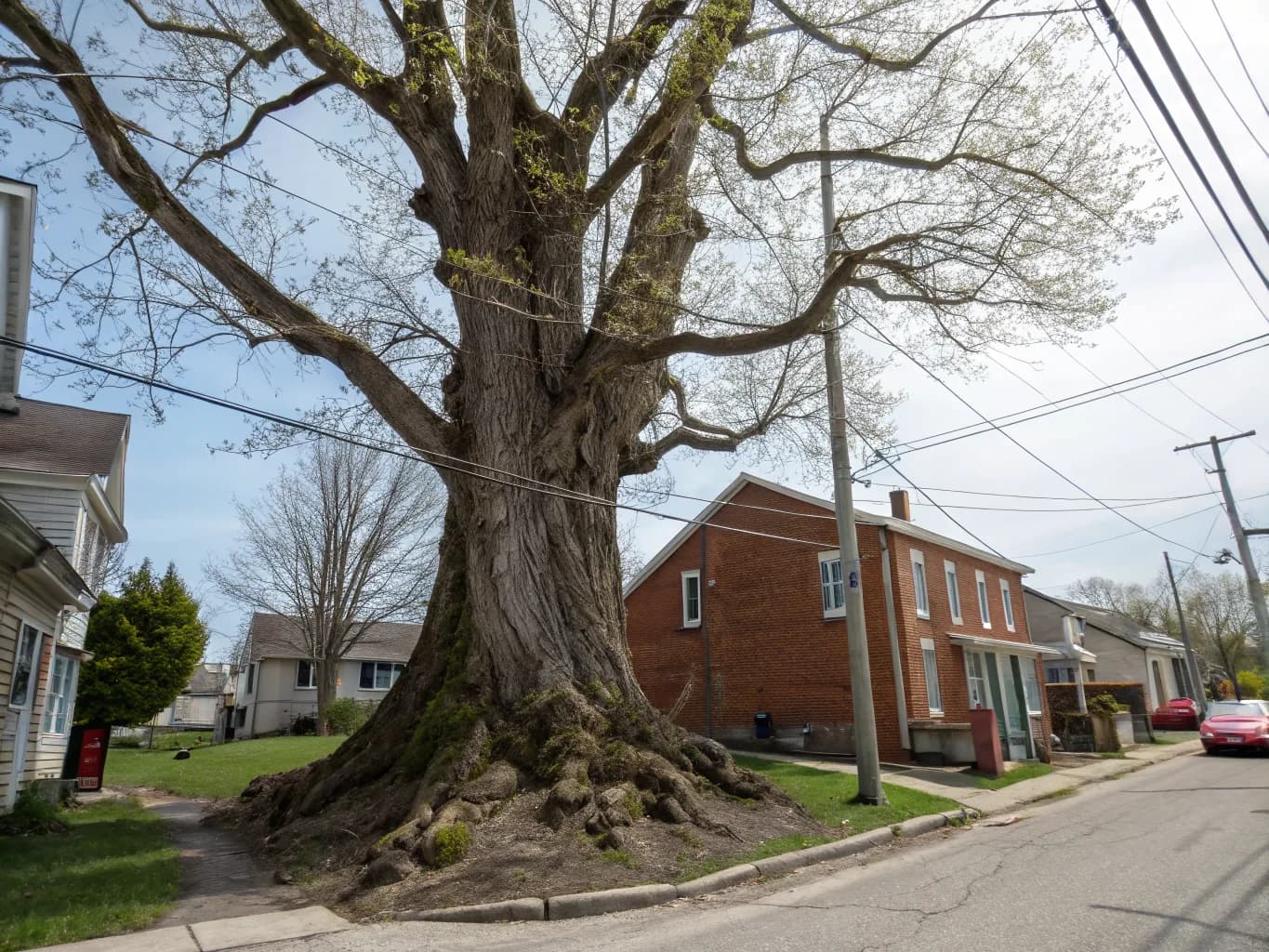 What Red Lion Trees Are Up Against