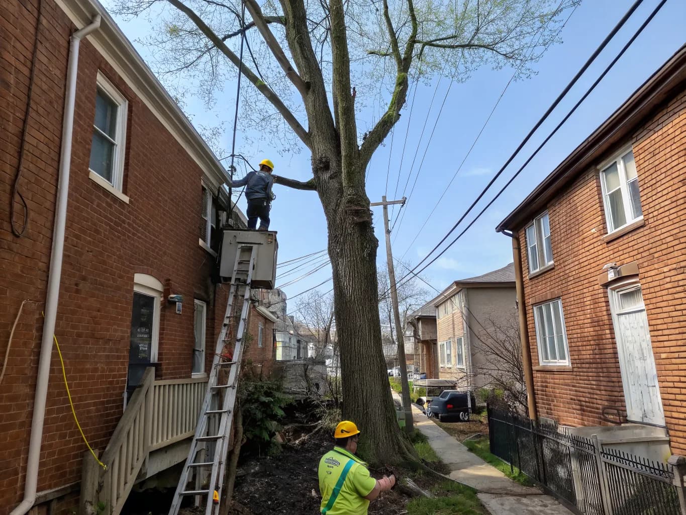 Tree Work Sized for Red Lion Lots