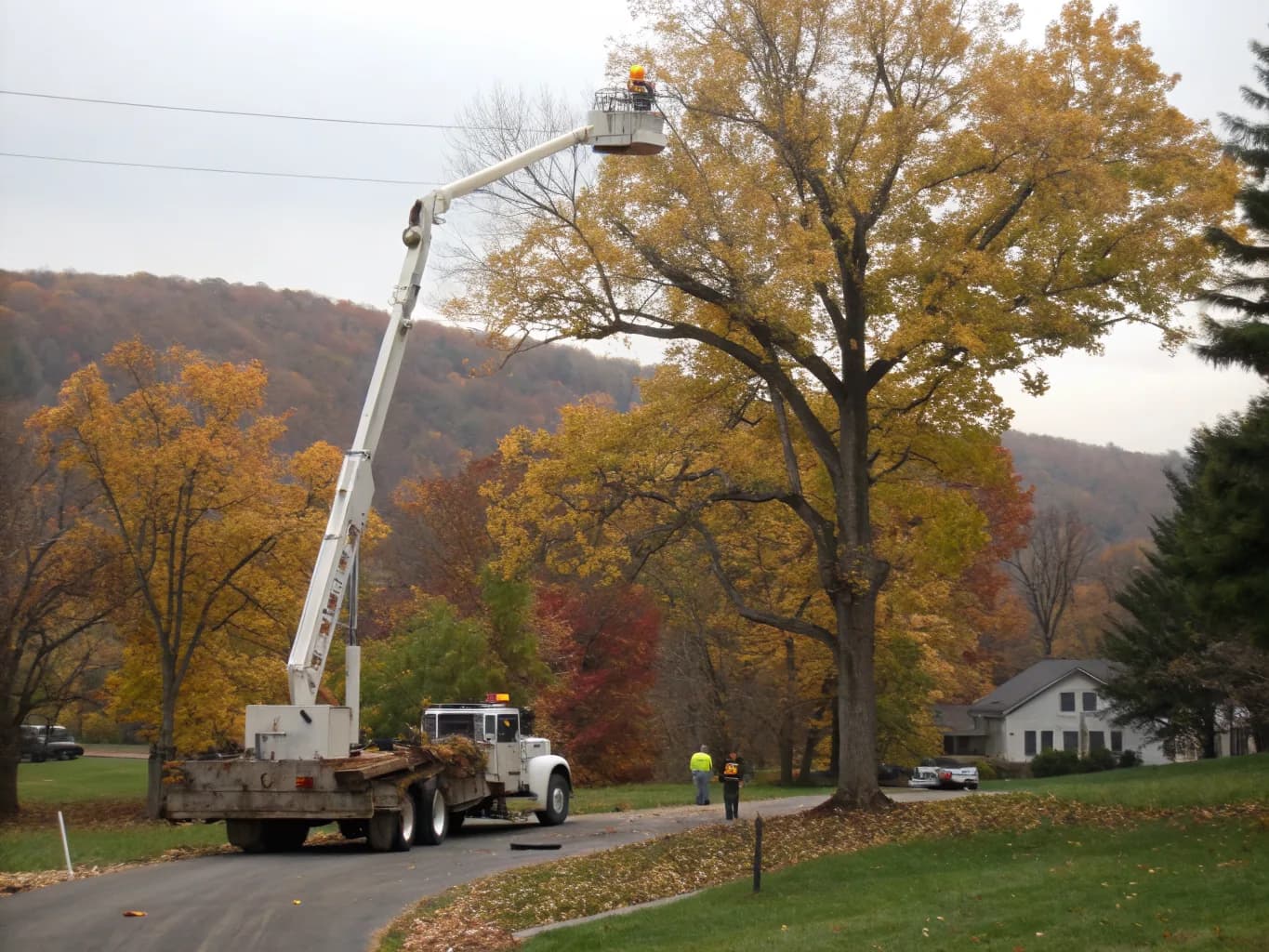 Tree Removal