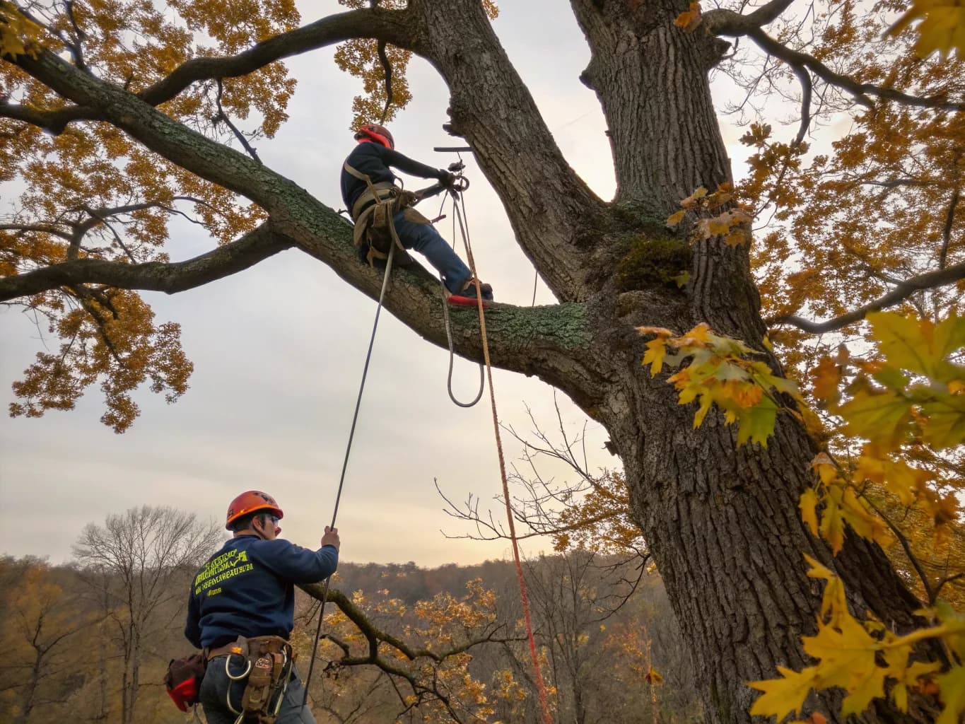 Tree Trimming & Pruning