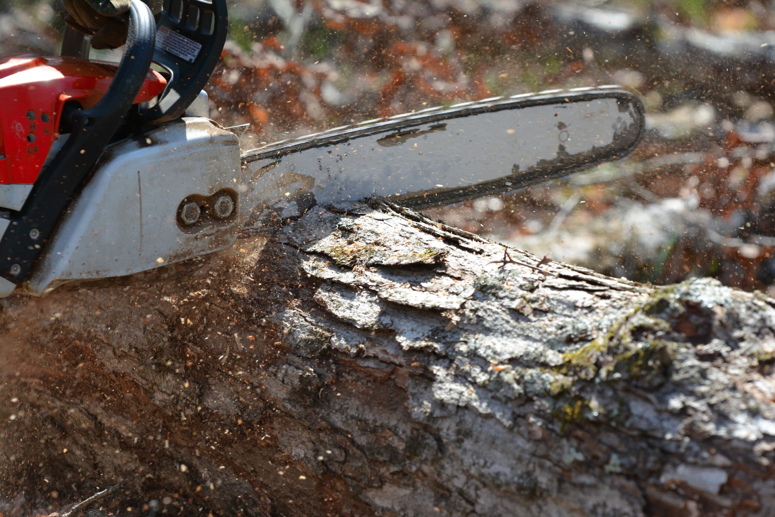 Chainsaw cutting a downed tree