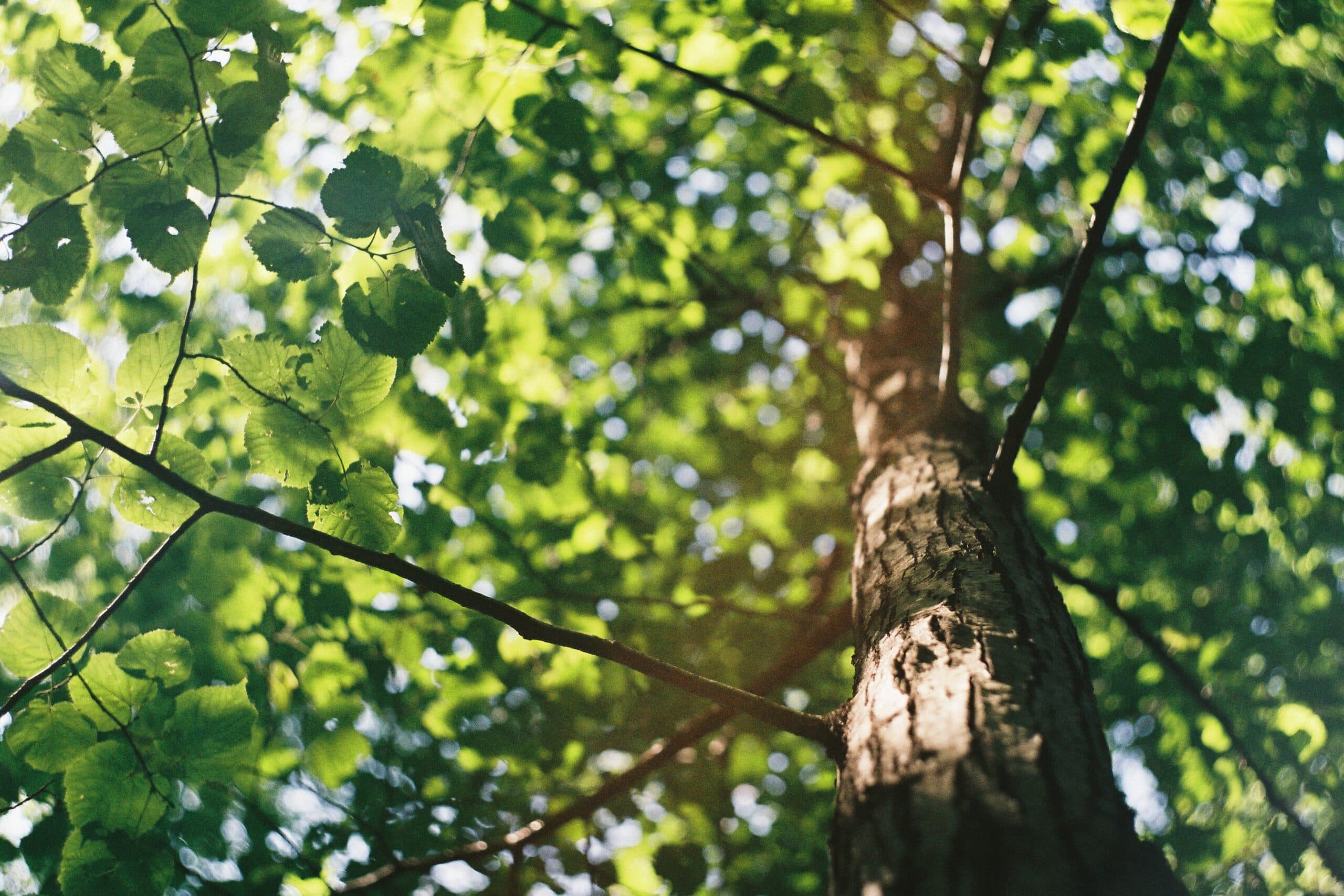 Tree service
