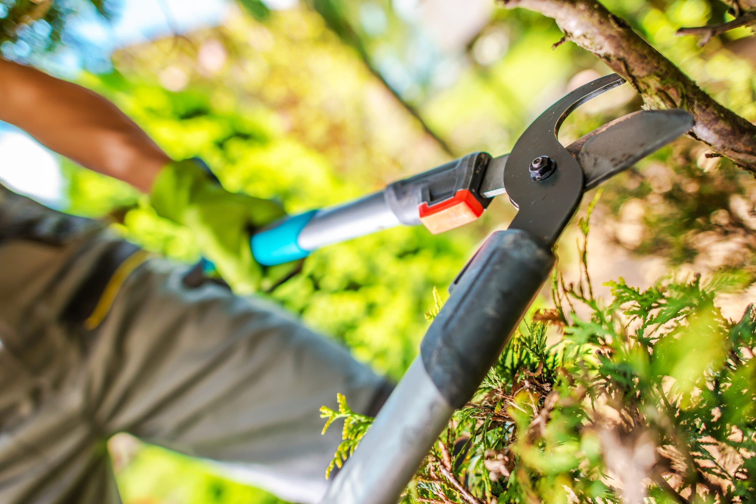 Deadwood Removal