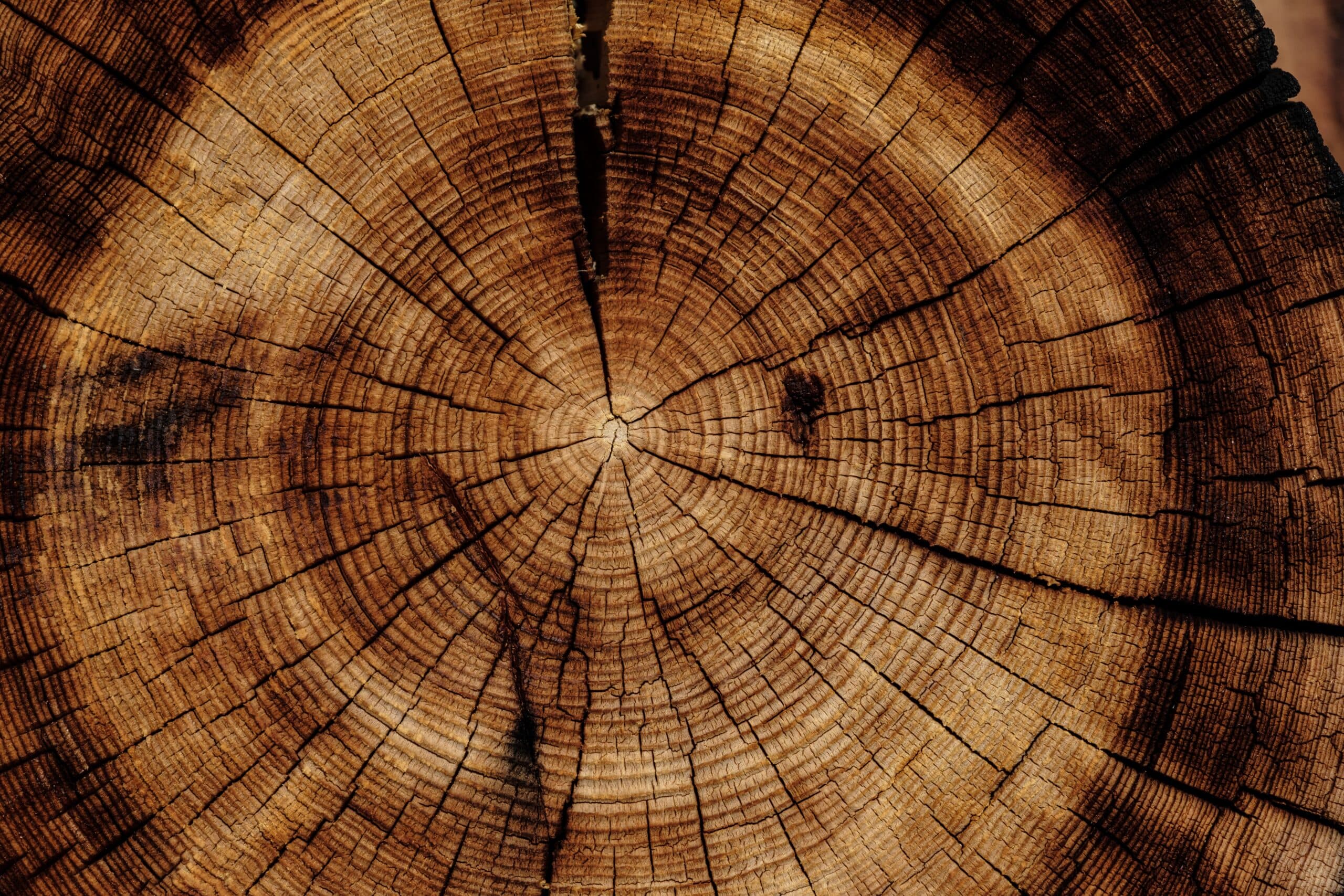 What Happens After the Stump Is Gone?