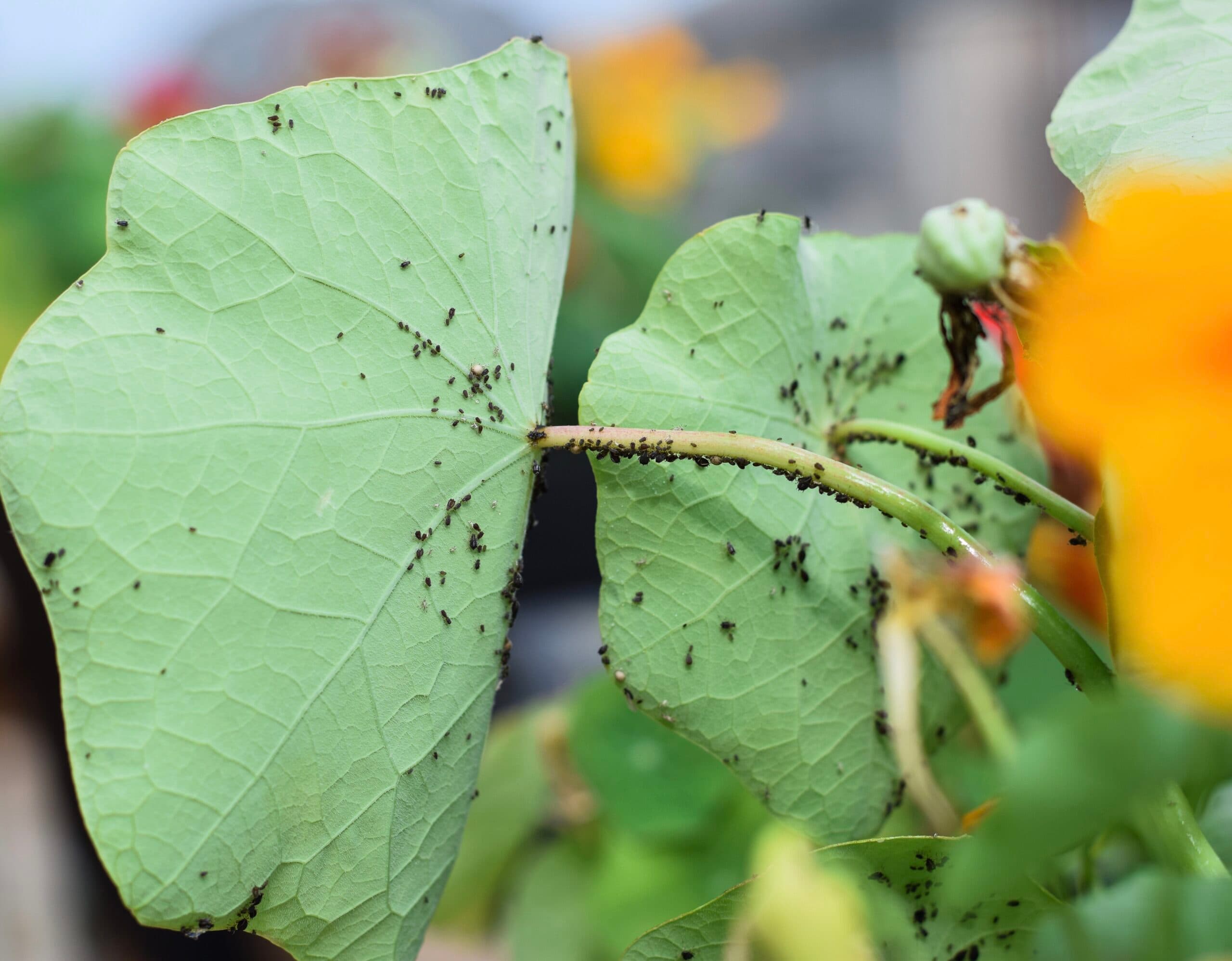 Aphids, Beetles & Scale