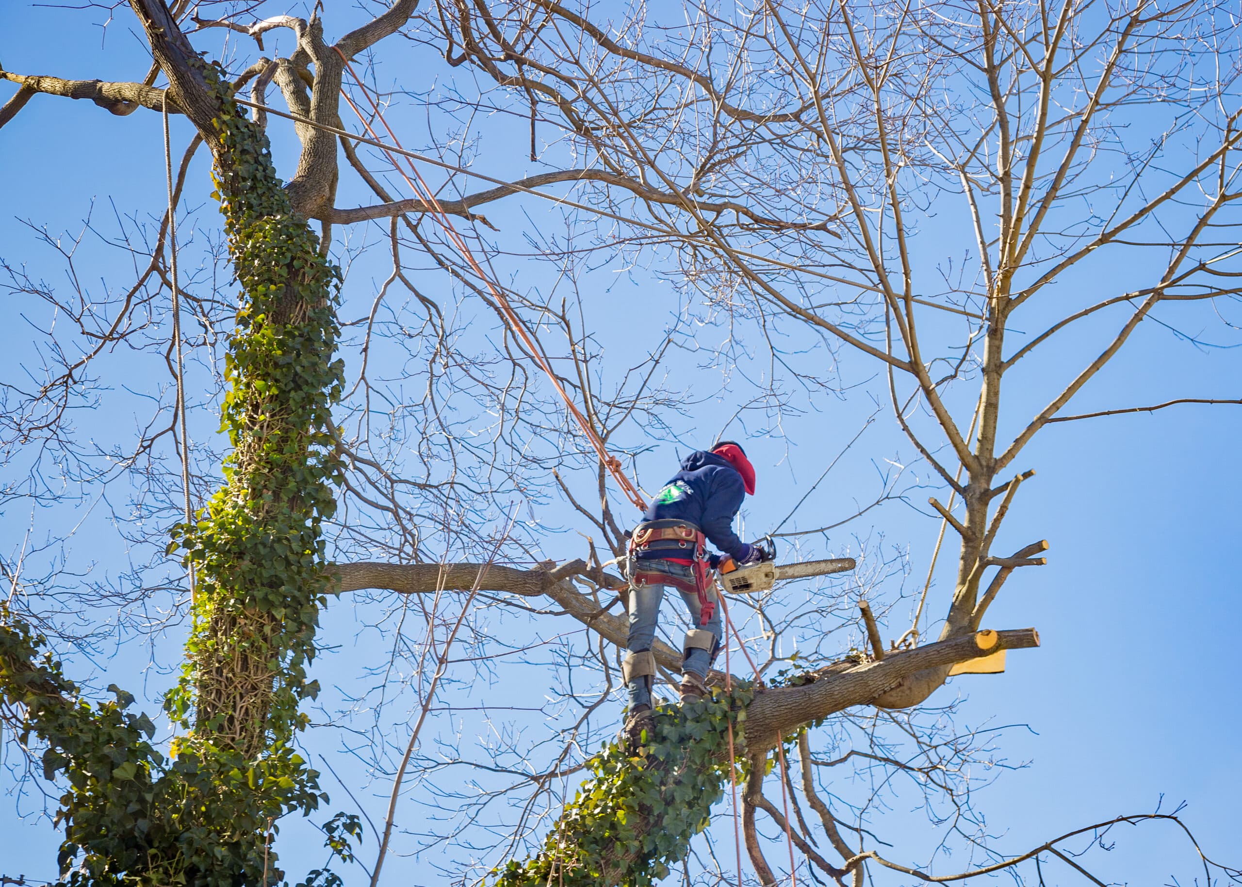 Tree trimming for health benefits