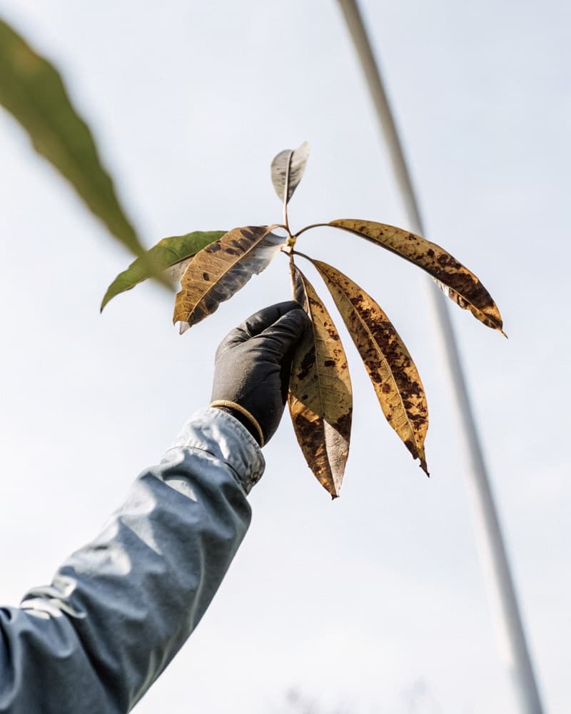 What York Trees Are Up Against