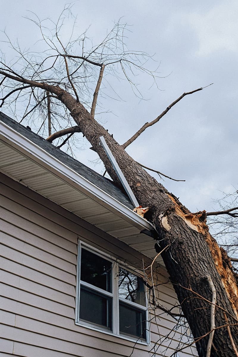 Hazardous Tree Assessment