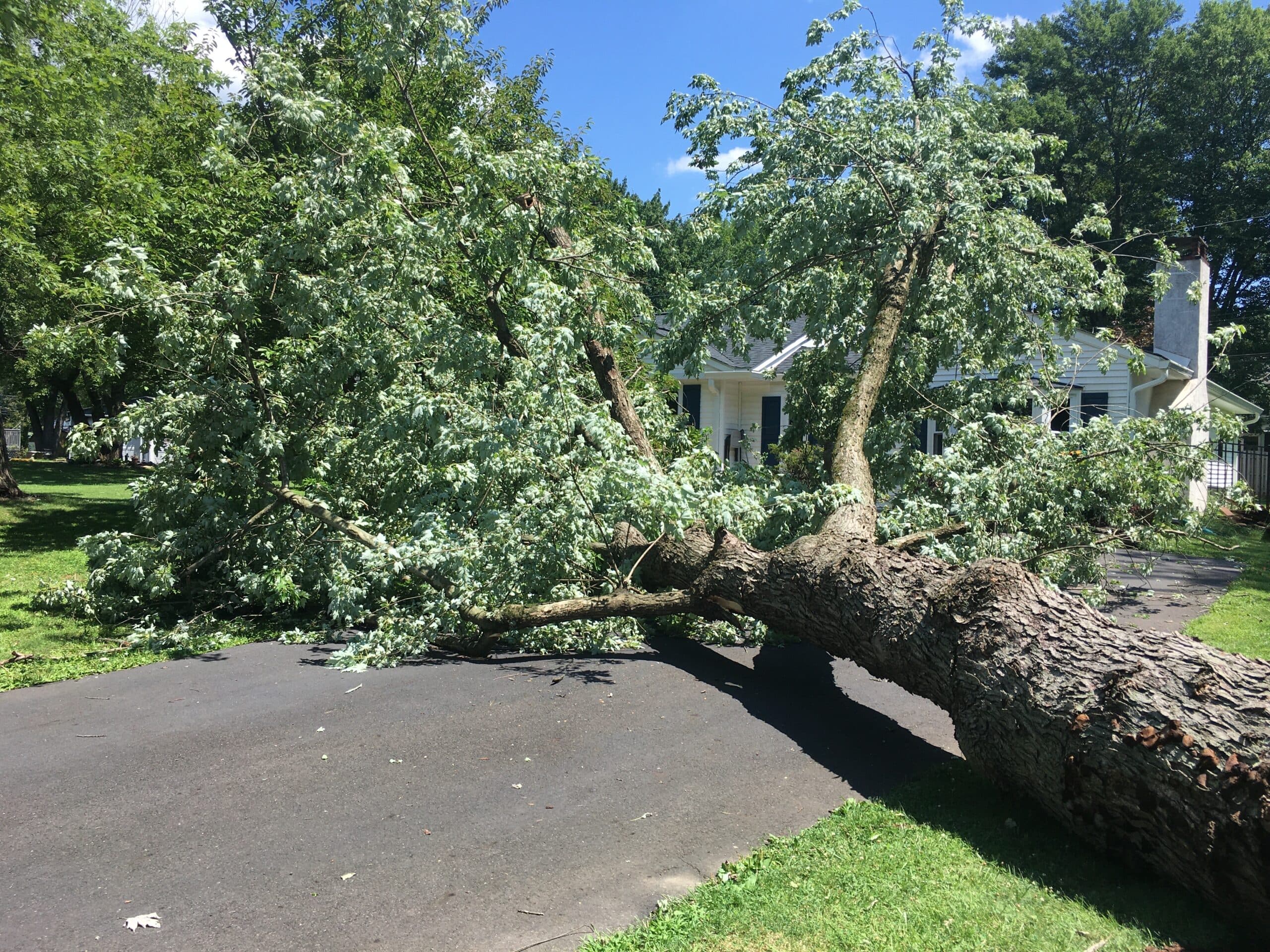 Downed Trees
