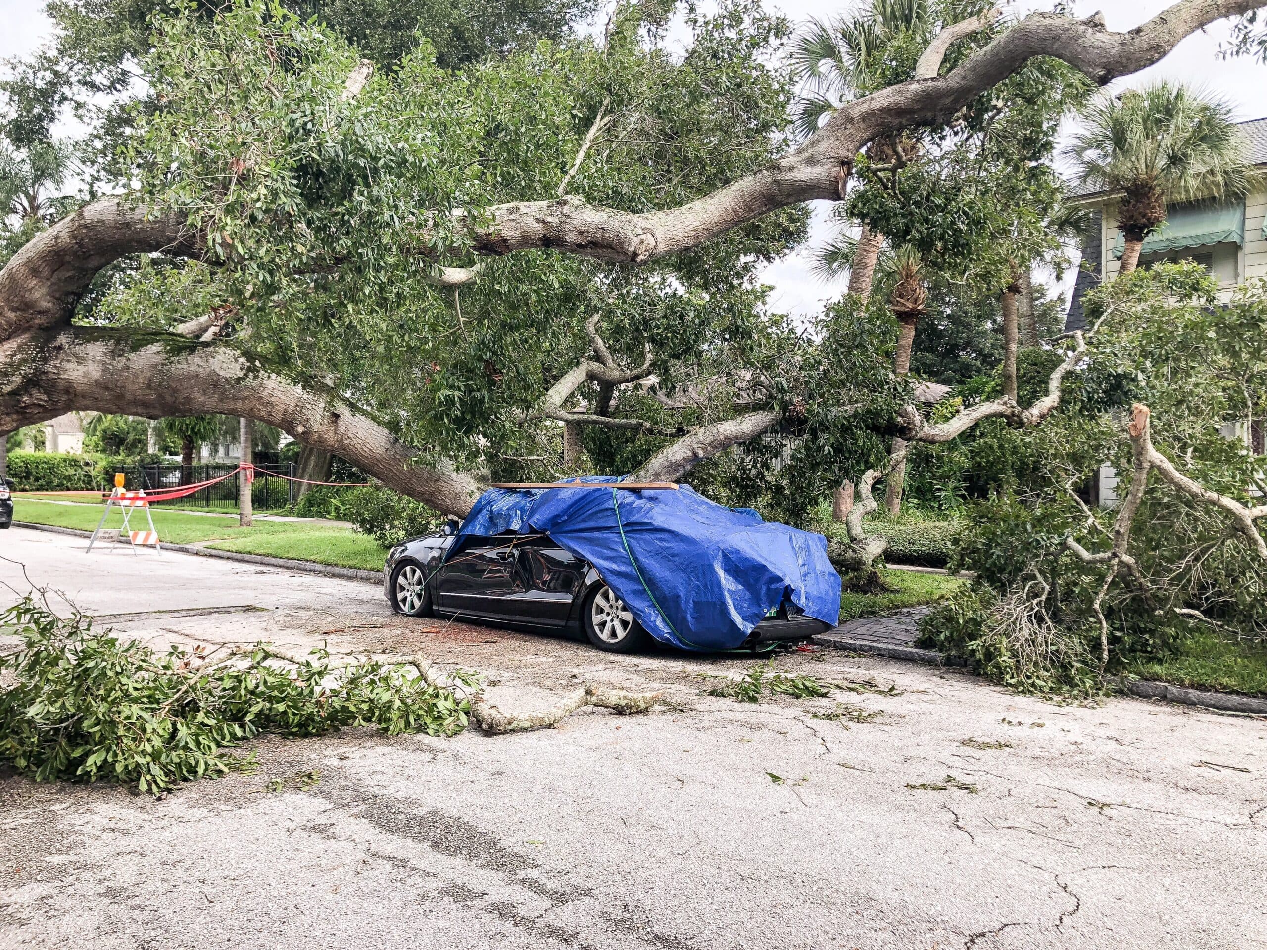 Emergency tree removal situation