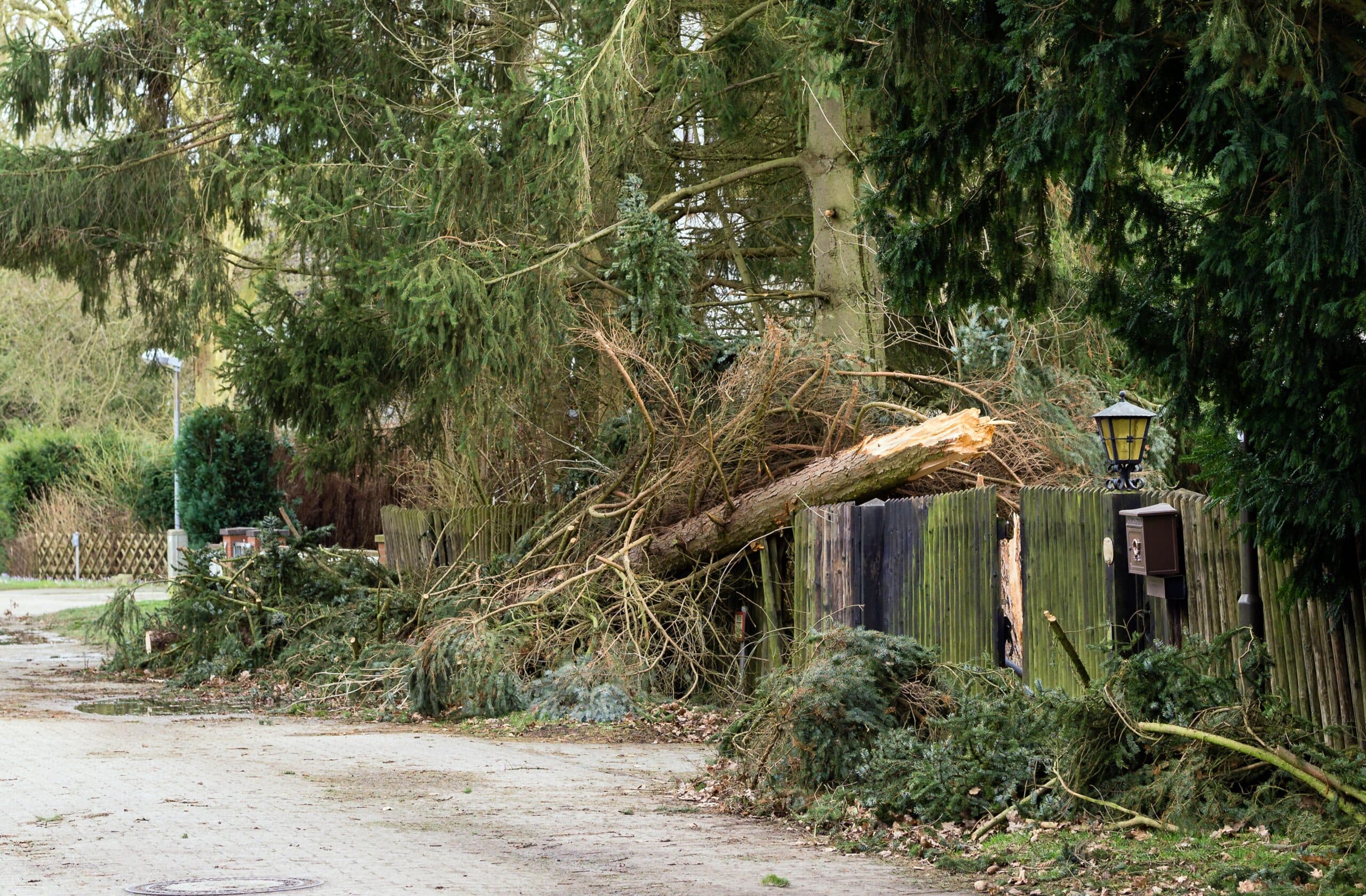 Emergency tree service situation