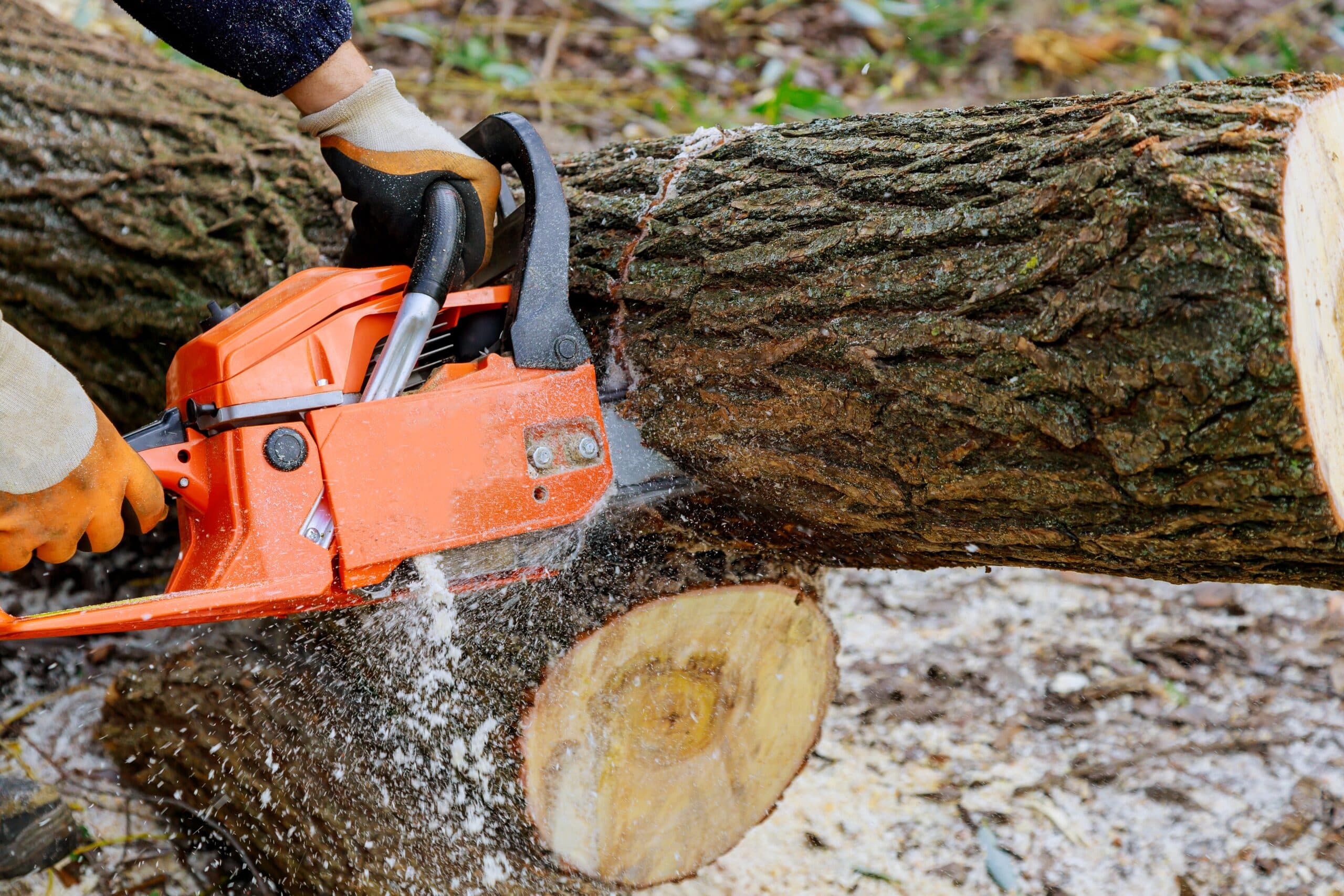 Overcrowded trees on residential property
