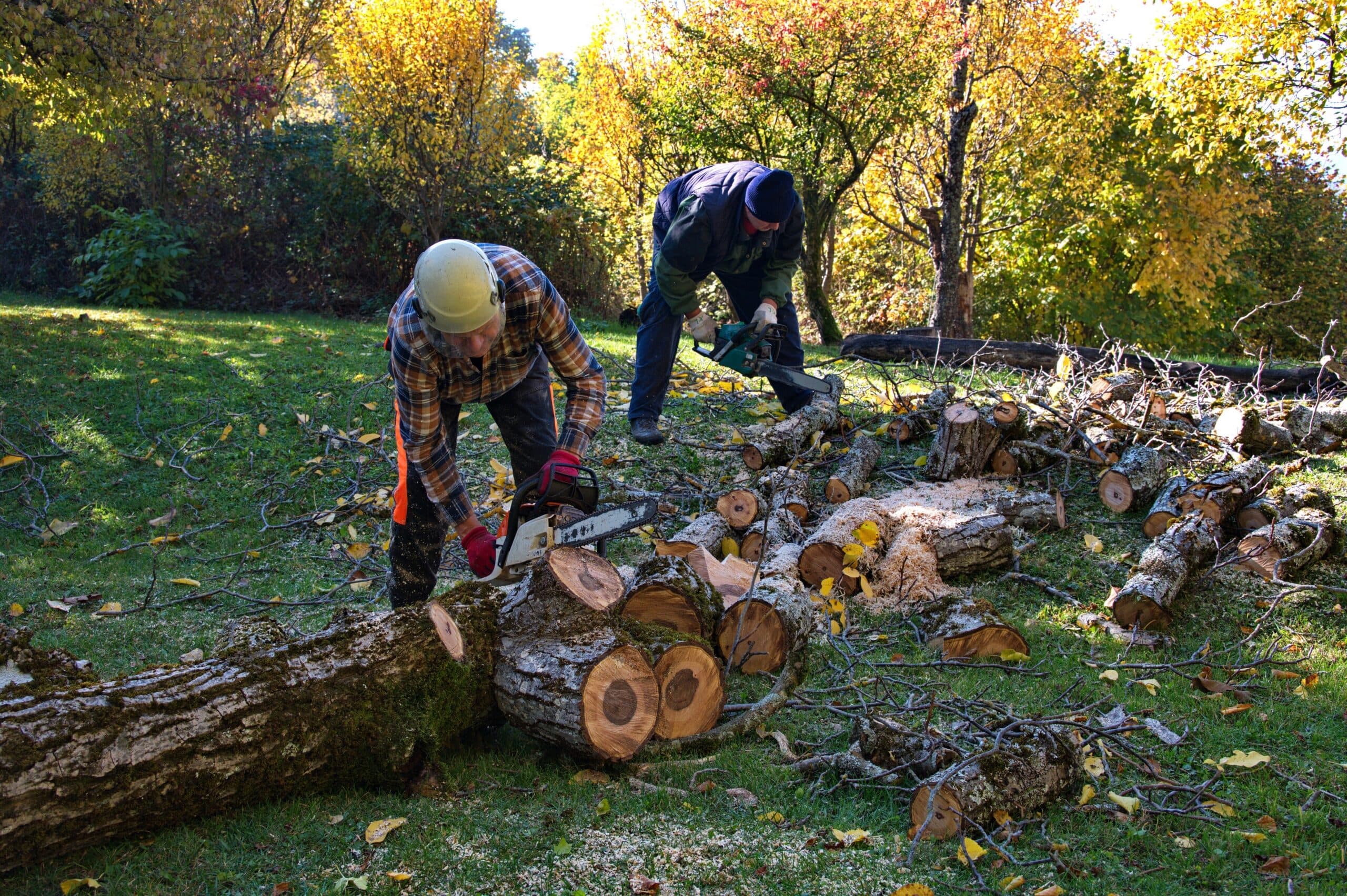 When to remove a tree