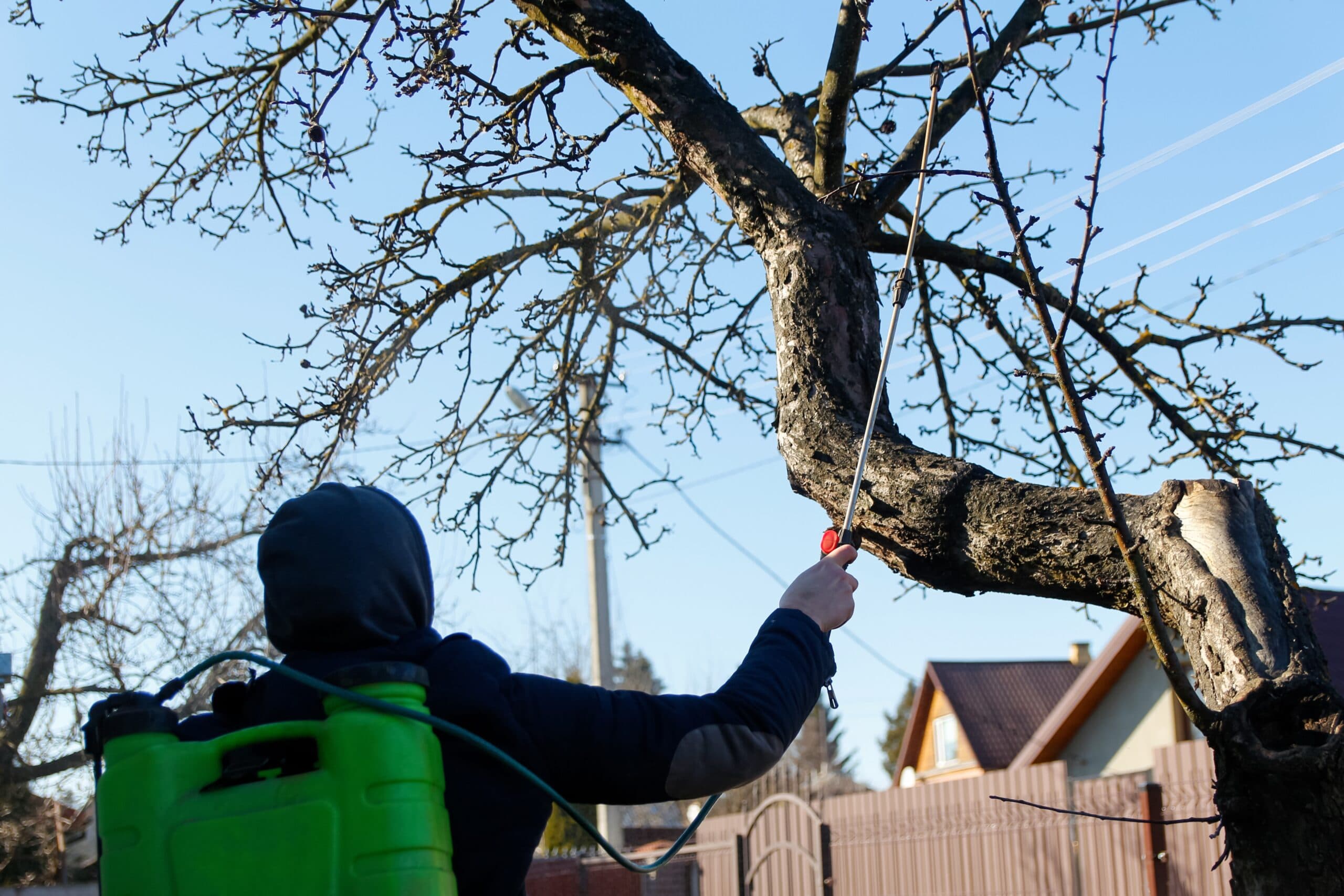 Tree services to reduce pollen