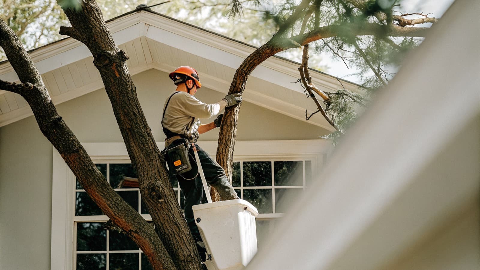 Tree Trimming & Pruning