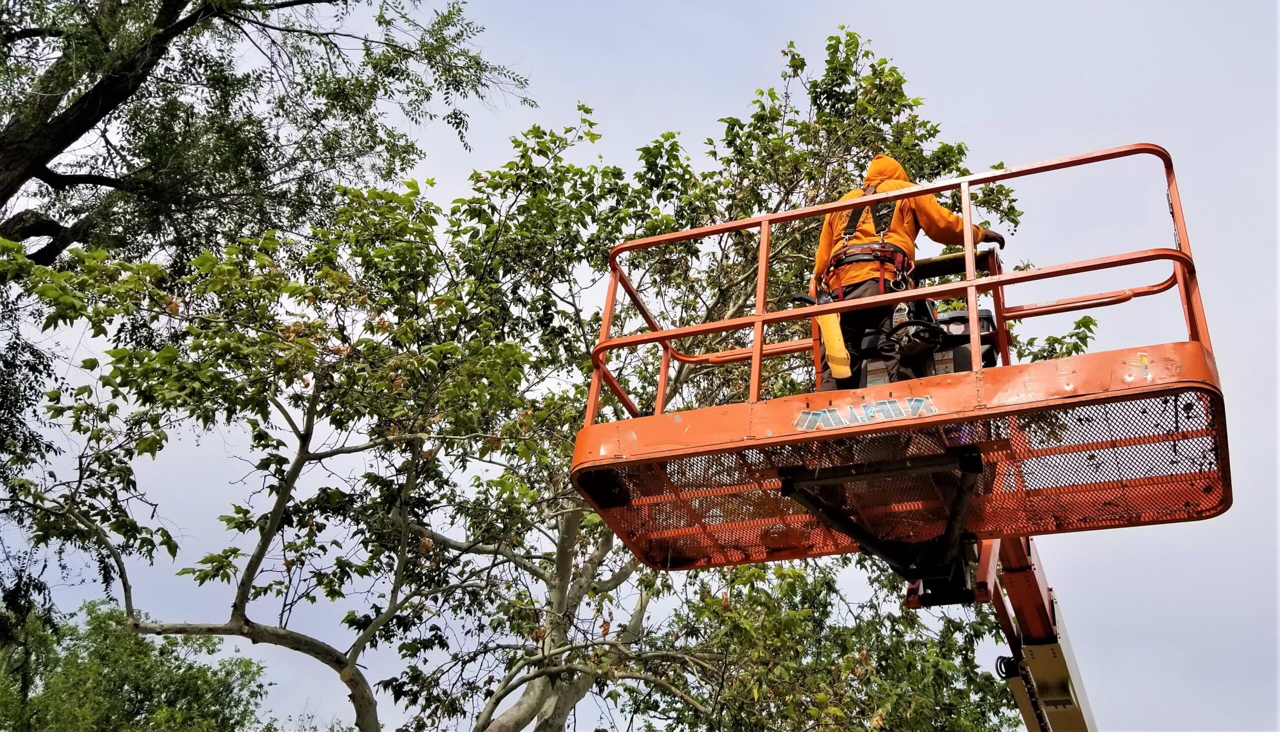 Late winter tree trimming
