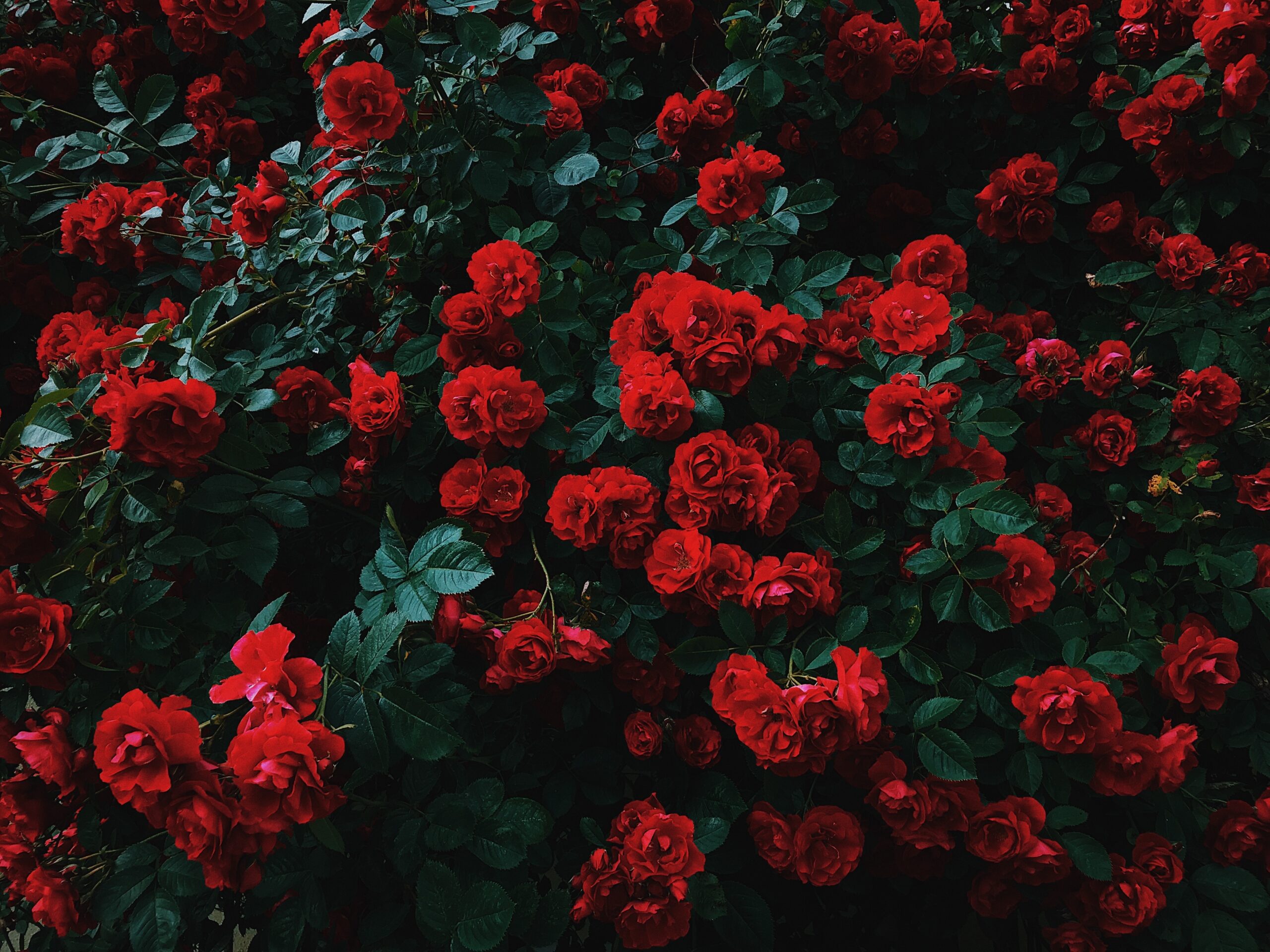 Roses in a field by nikita-tikhomirov-dv7cSiHurKM-unsplash