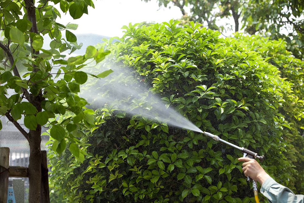 Spraying bushes with chemicals