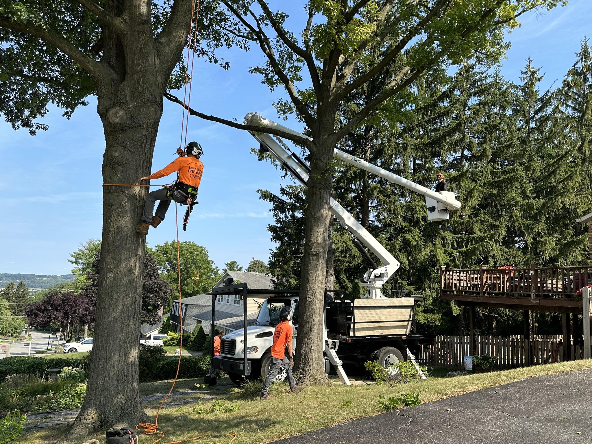 Lewis Burns tree removal service - climbing tree