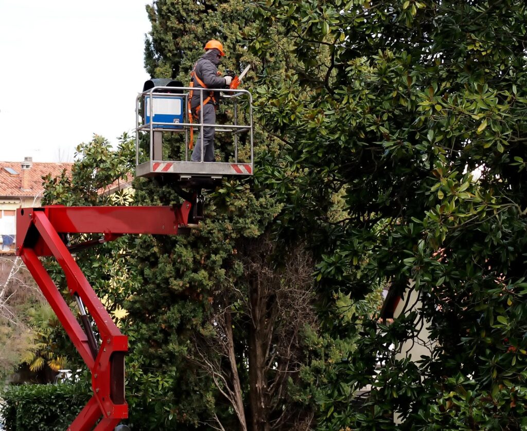 Man on machine lift cutting tree branches