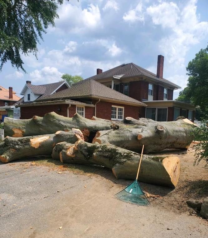 Fallen trees in front of a house