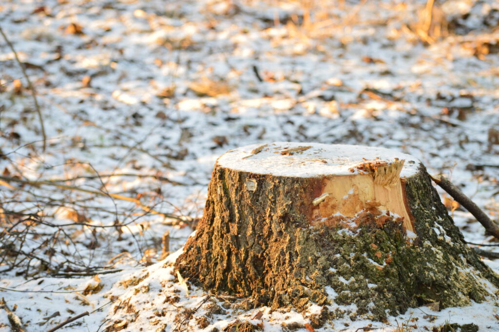 Stump on a snowy field