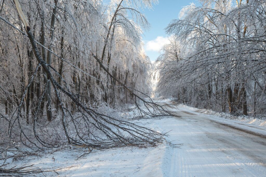 Fallen trees after a winter storm