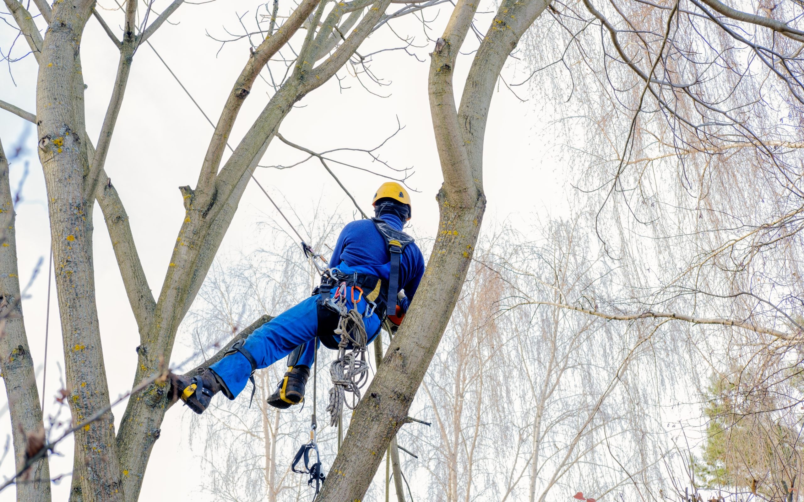 Man hanging cutting trees