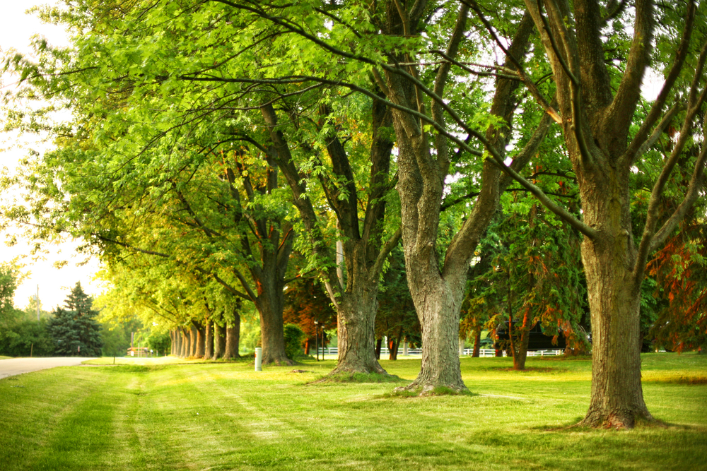Trees in a park by shutterstock_105963590